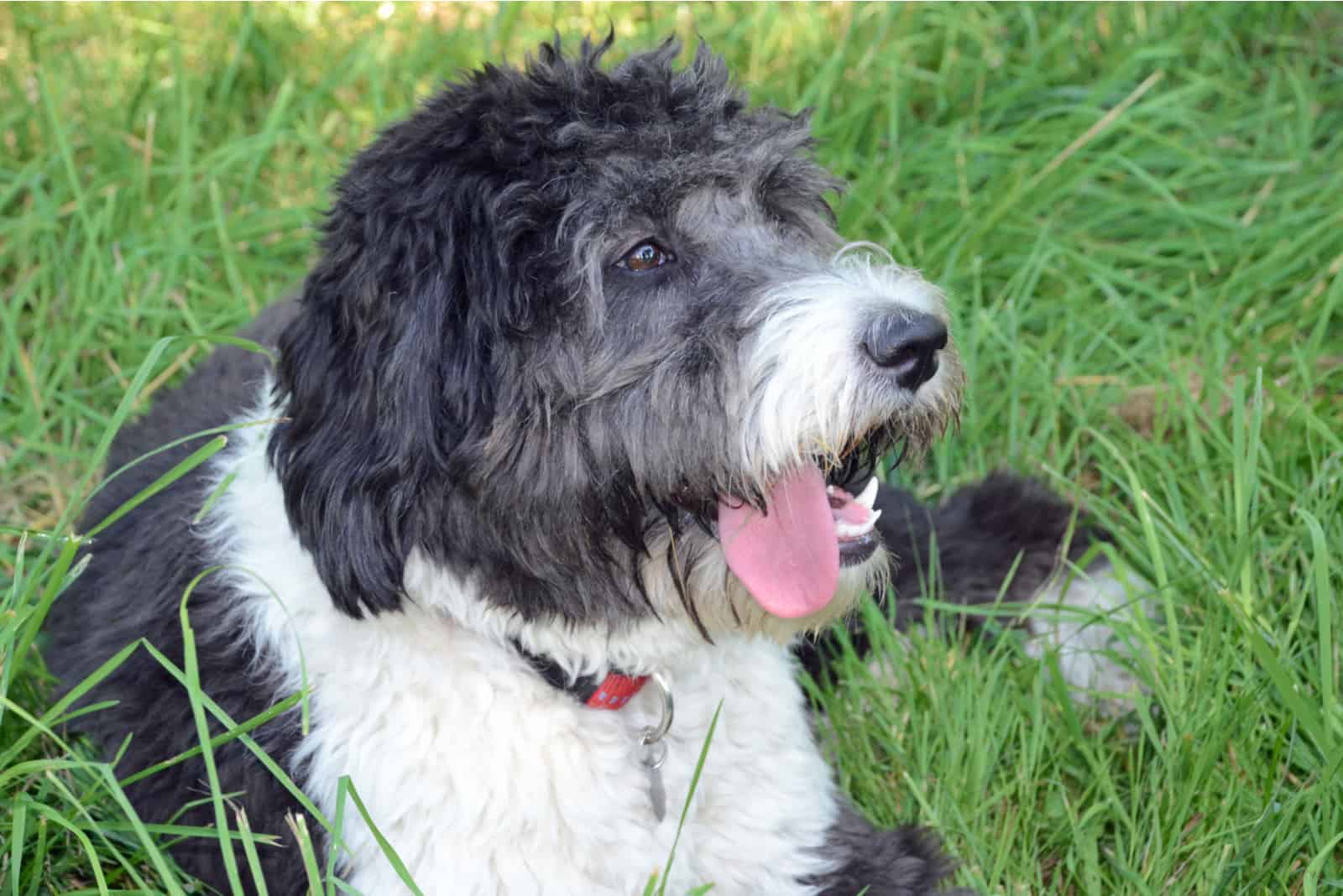 Female Aussiedoodle lies in the grass