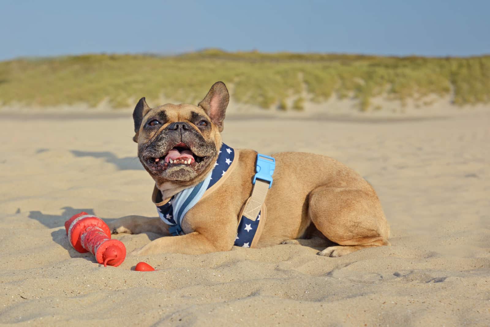 French Bulldog lies on a sandy beach