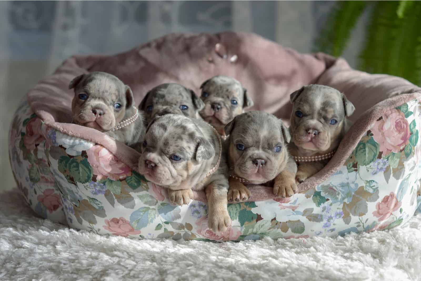 French bulldog babies are lying in bed