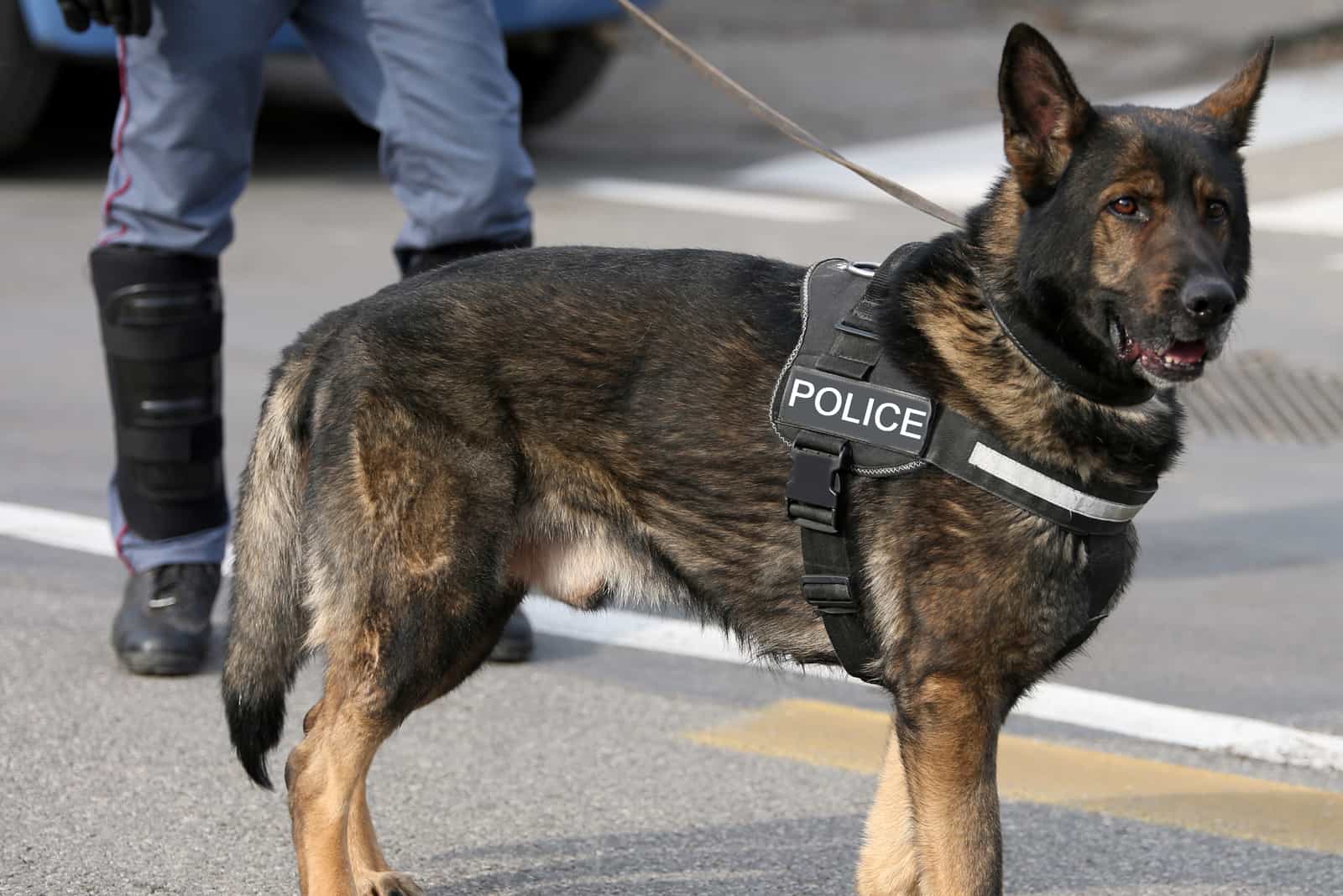 German shepherd police dog