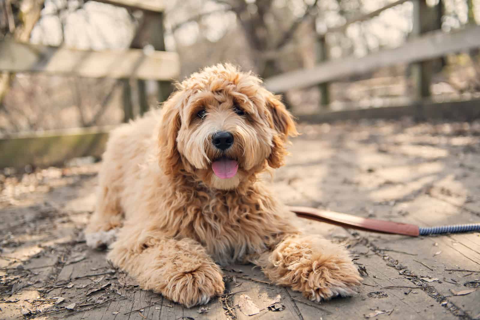 Golden Labradoodle lies on a wooden base and rests