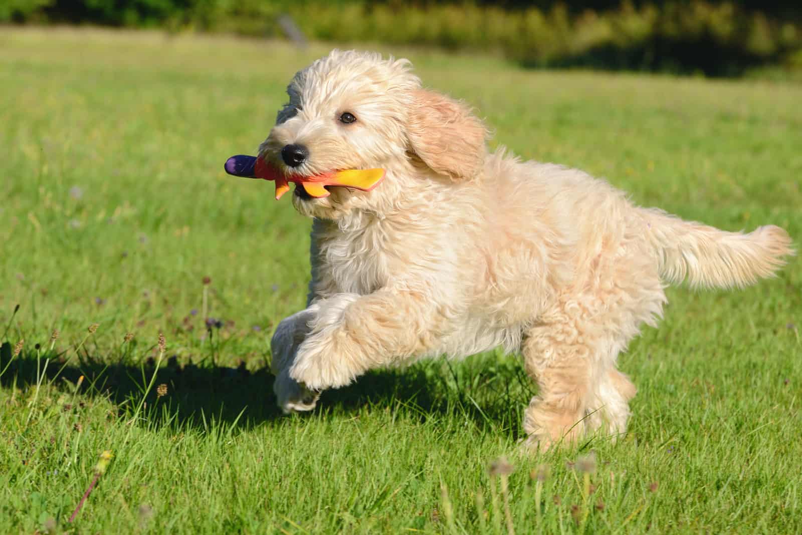 Goldendoodle Dog puppy runs with a toy in his mouth