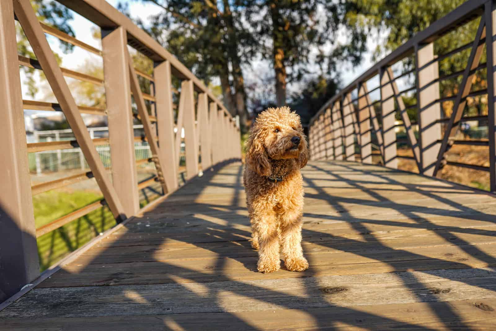 Goldendoodle Puppy Sunset on a Bridge