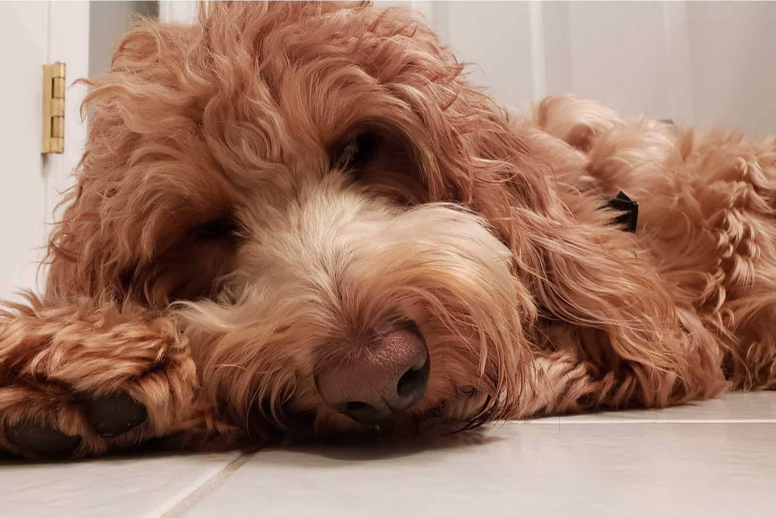 Goldendoodle is lying on the couch