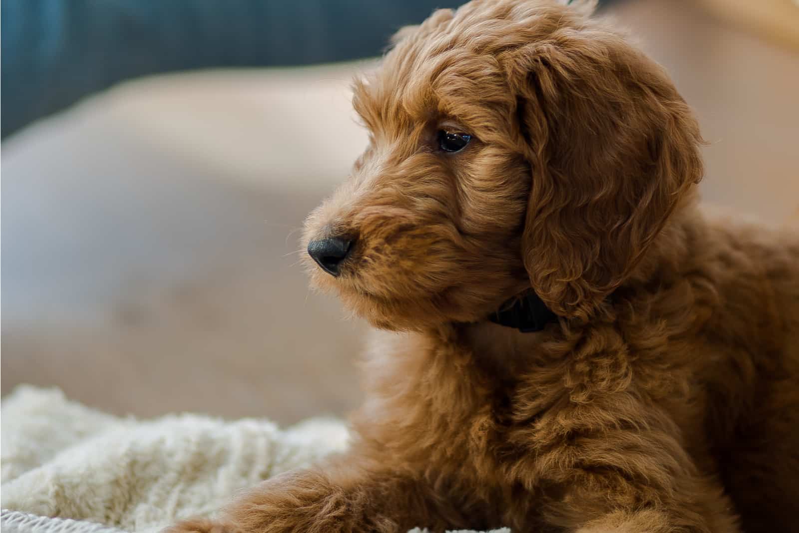 Goldendoodle mini lies and rests