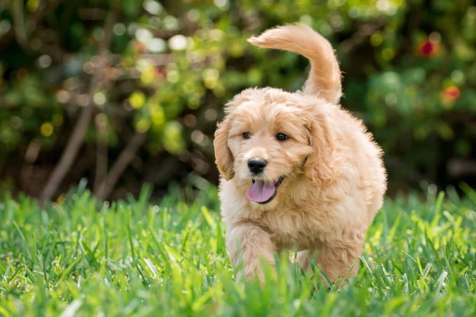 Goldendoodle puppy runs across the field