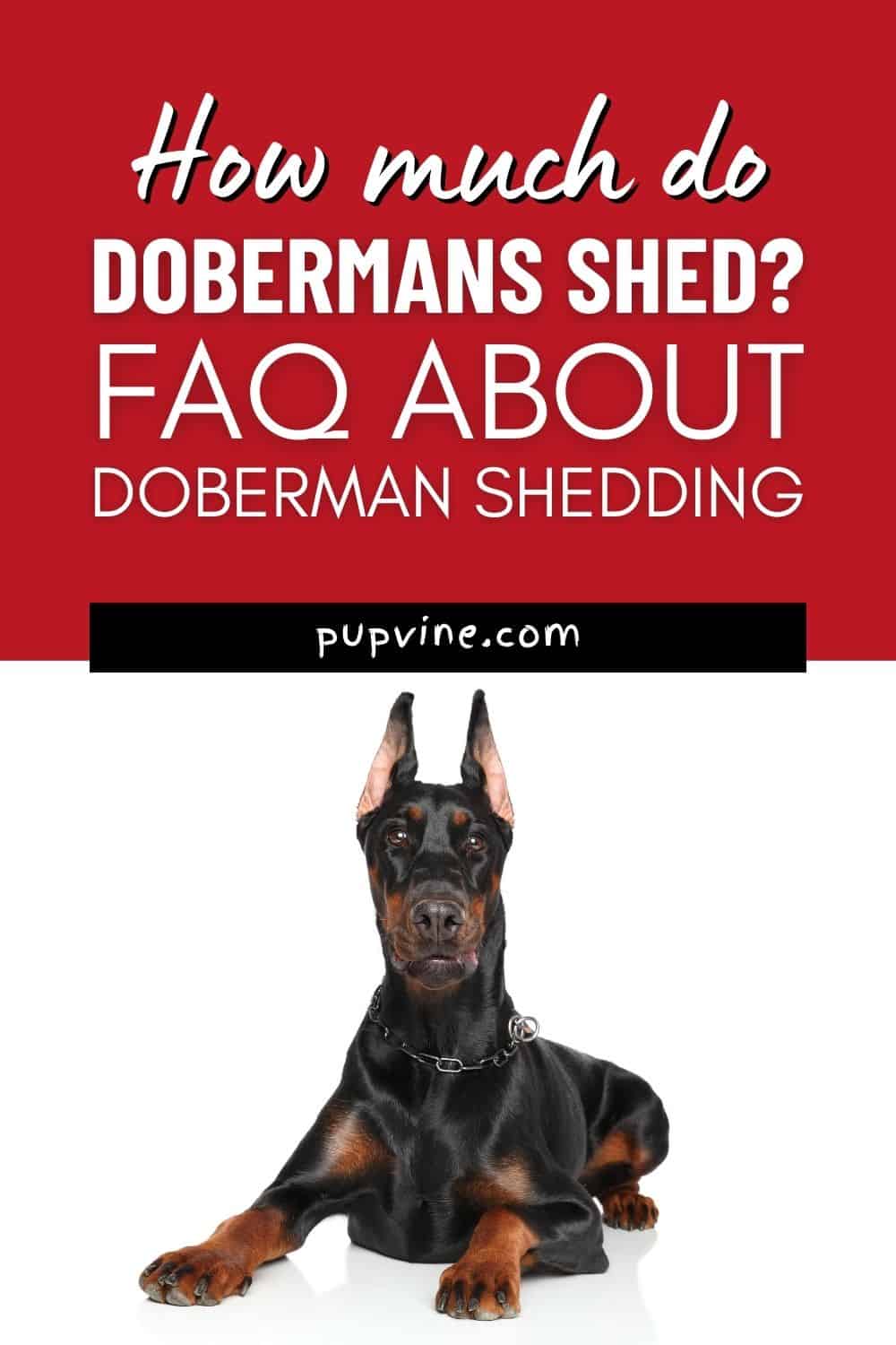 How Much Do Dobermans Shed? FAQ About Doberman Shedding
