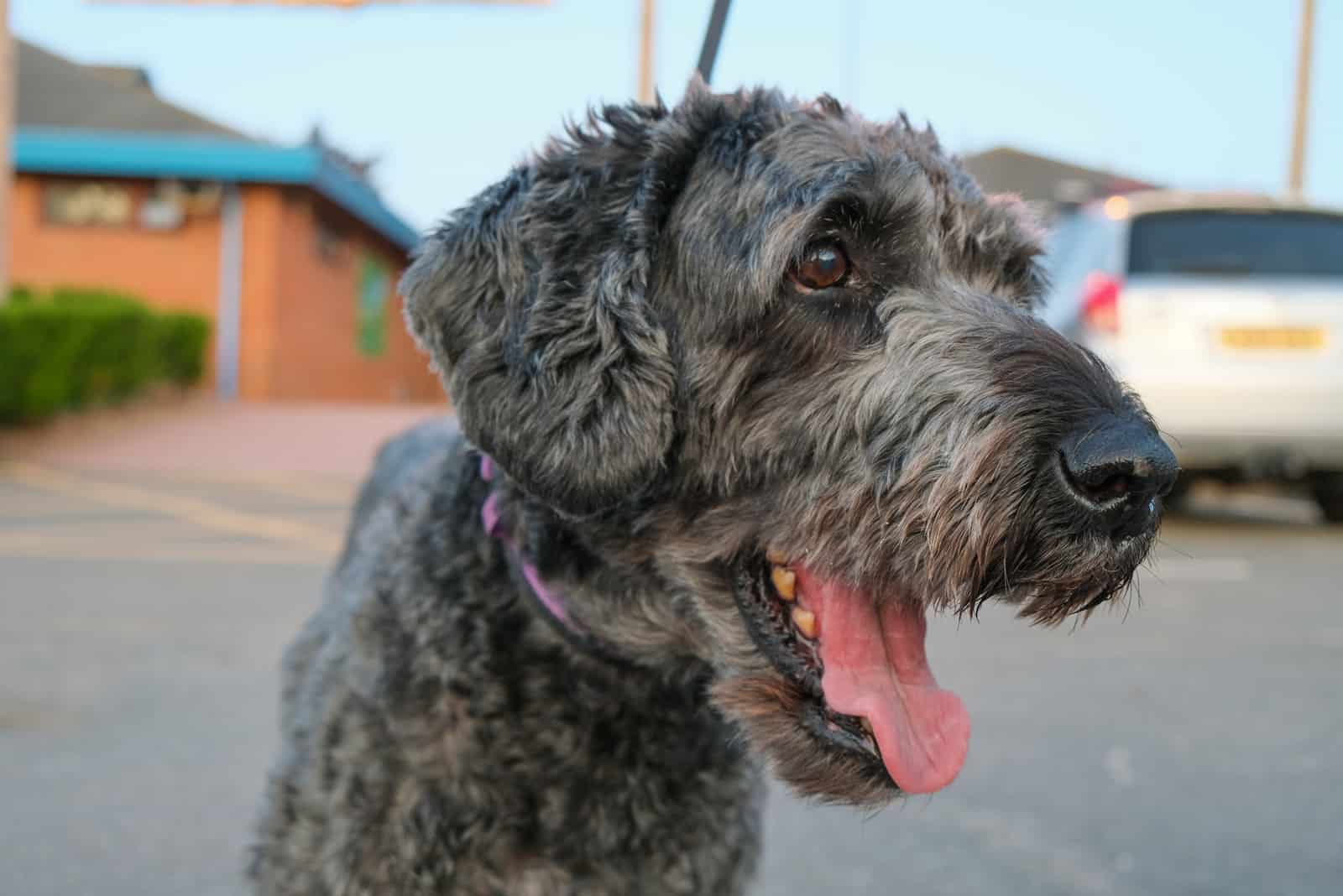 Happy blue labradoodle smiling with tongue out