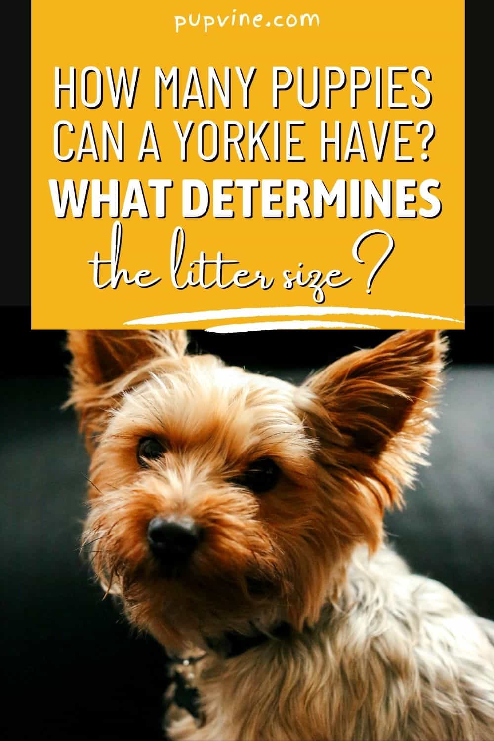 How Many Puppies Can A Yorkie Have_ What Determines The Litter Size