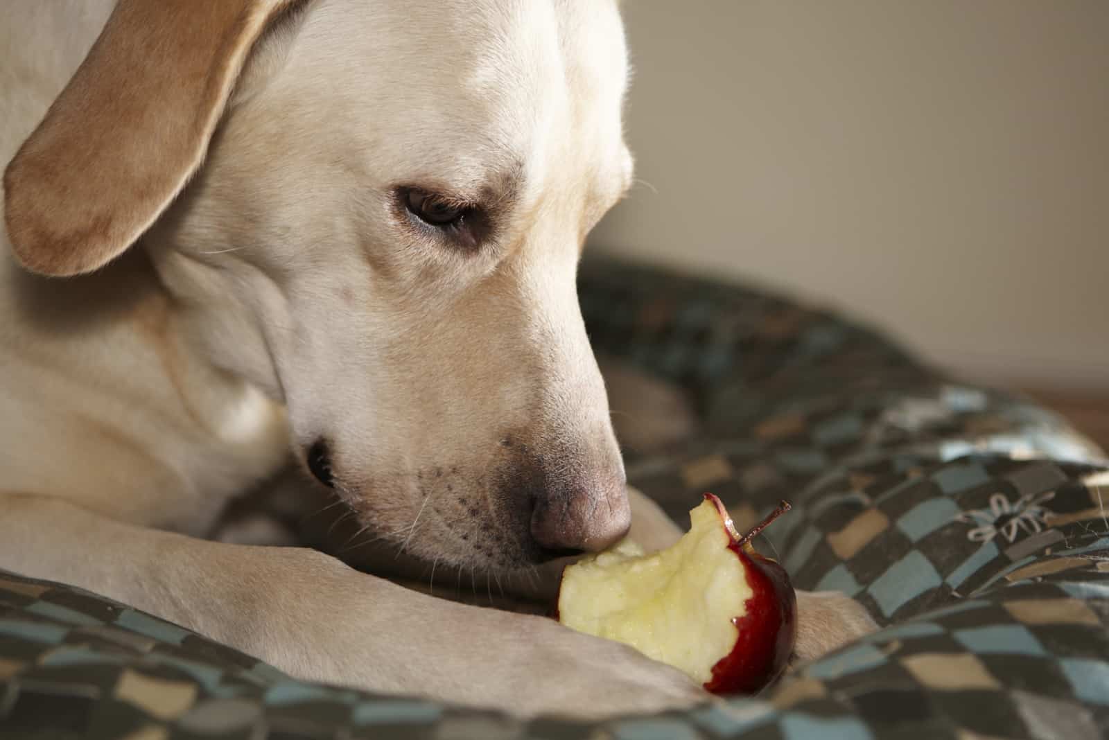 Hungry bright Labrador eats an apple