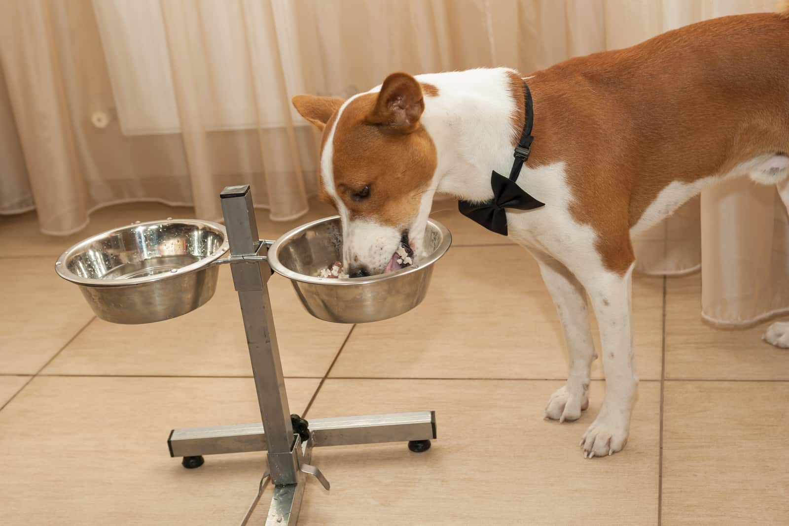 Hungry dog eating boiled rice