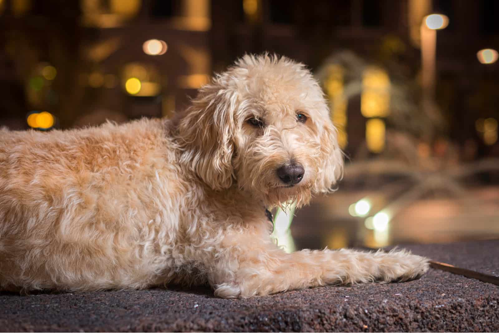 Labradoodle Relaxing on Wall with Lighted Fountain in Background