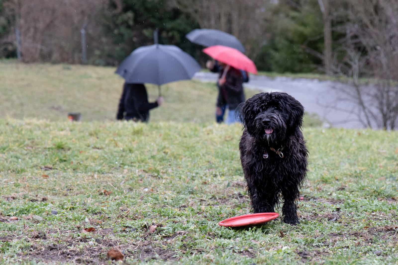 Labradoodles wants to play on a rainy day