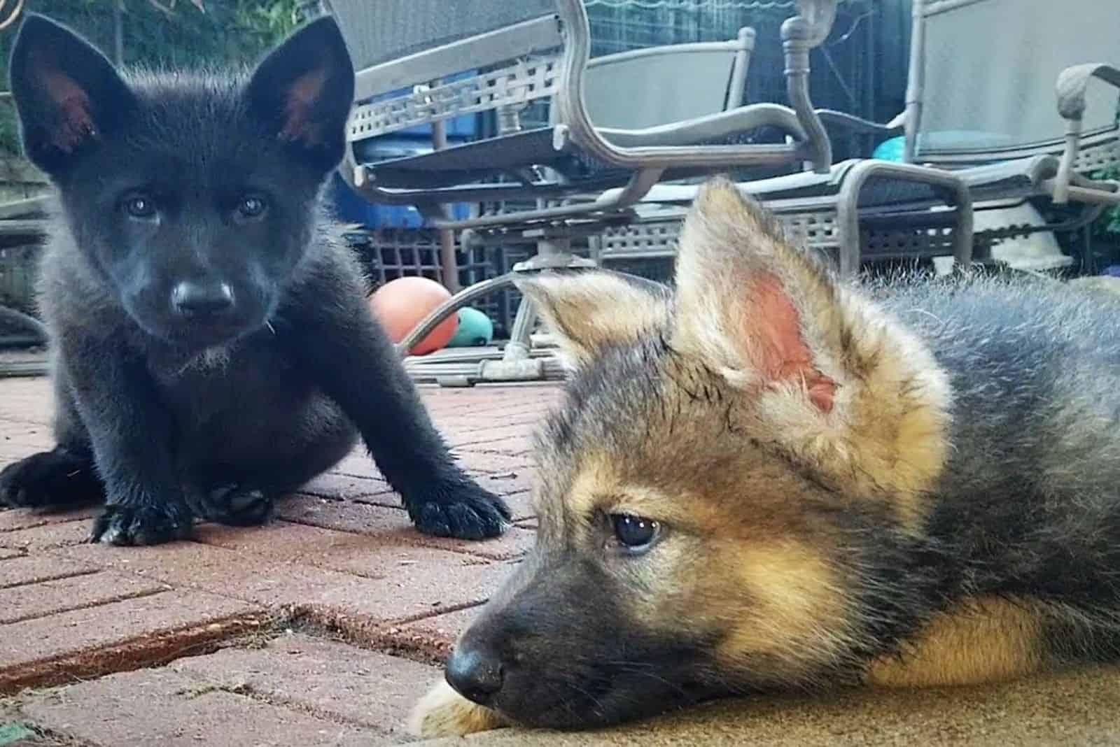 Lycan Shepherd Puppies