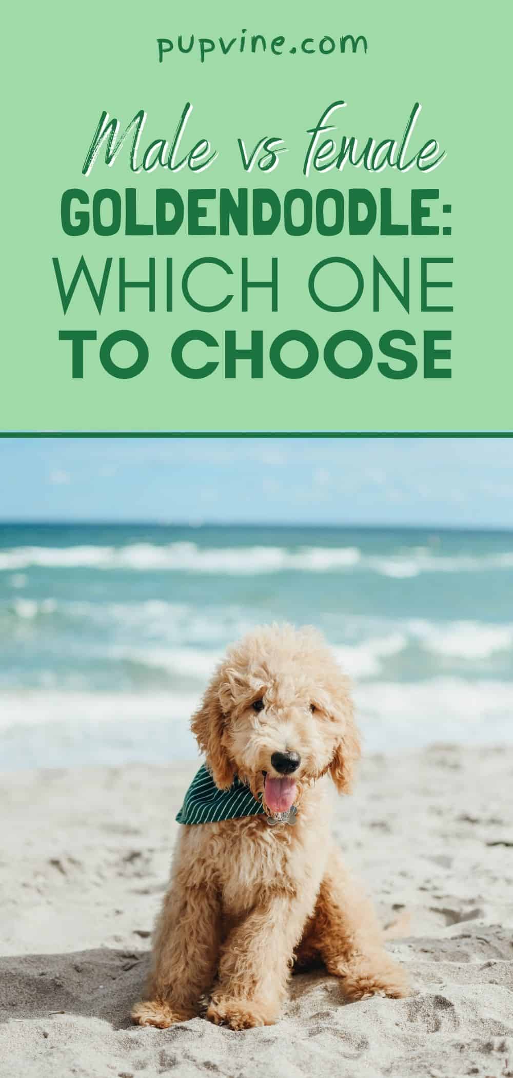 Male vs female Goldendoodle: Which one to choose