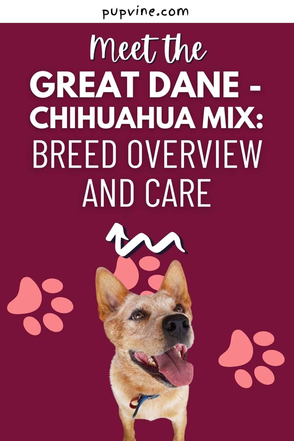 Meet the Great Dane - Chihuahua Mix: Breed Overview and Care