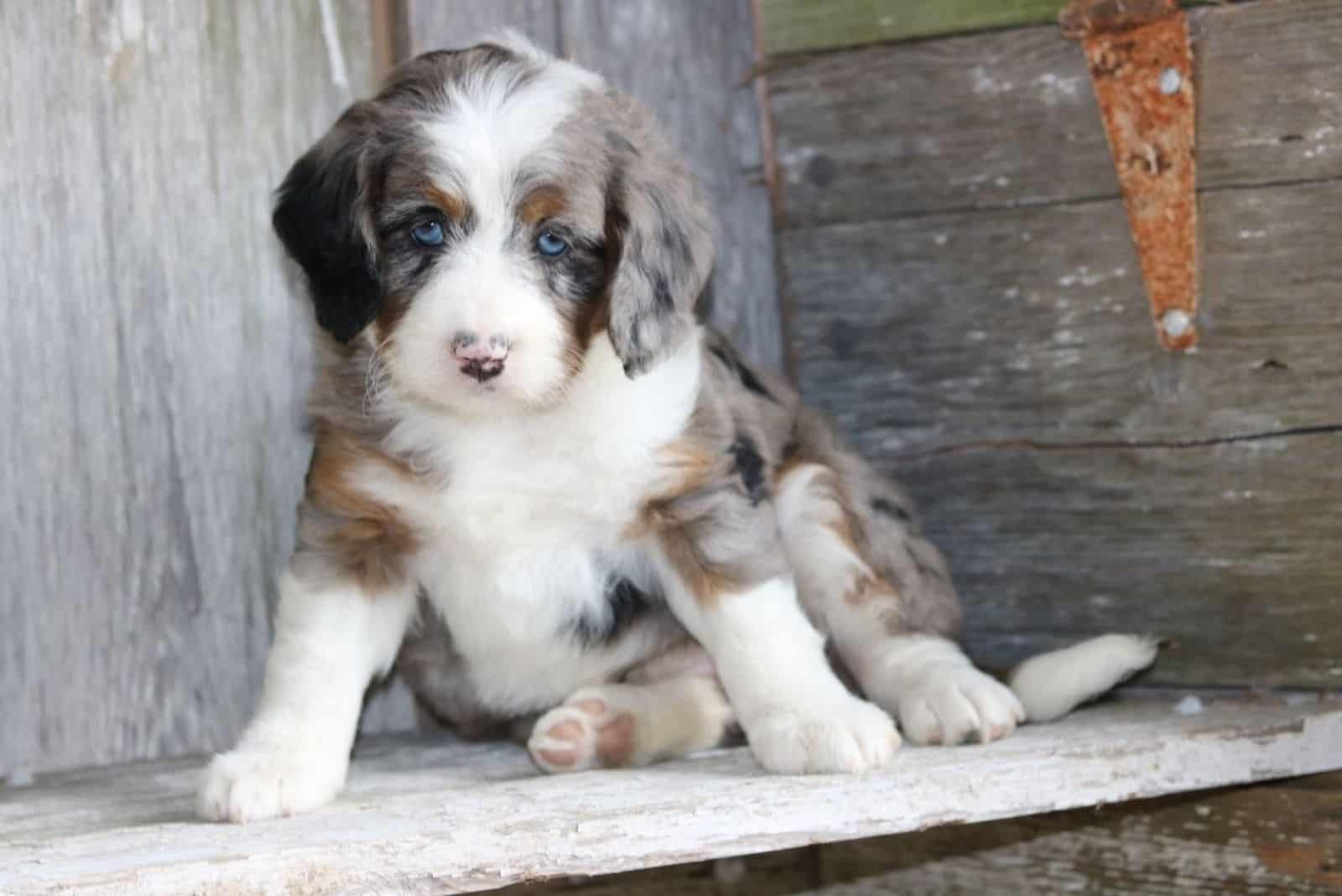 Merle Bernedoodles is sitting on a wooden base