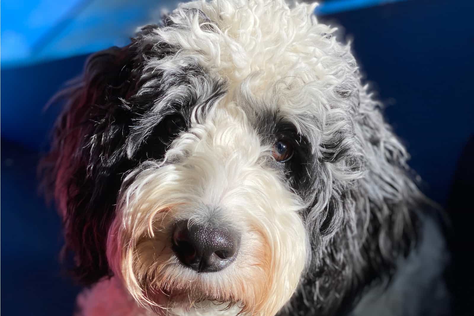 Merle Bernedoodles looks at the camera as she paints