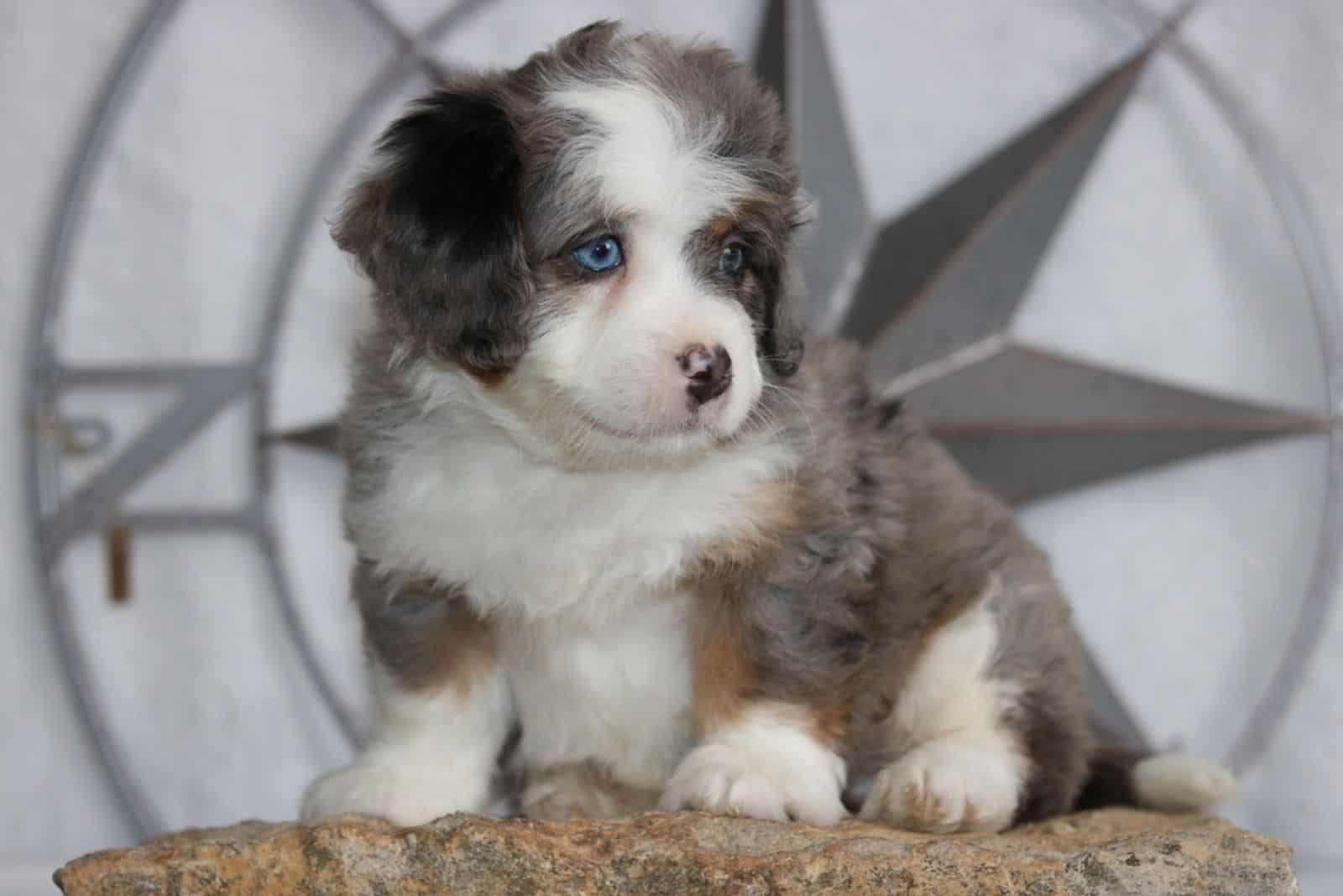 Merle Bernedoodles sits on a rock and looks away