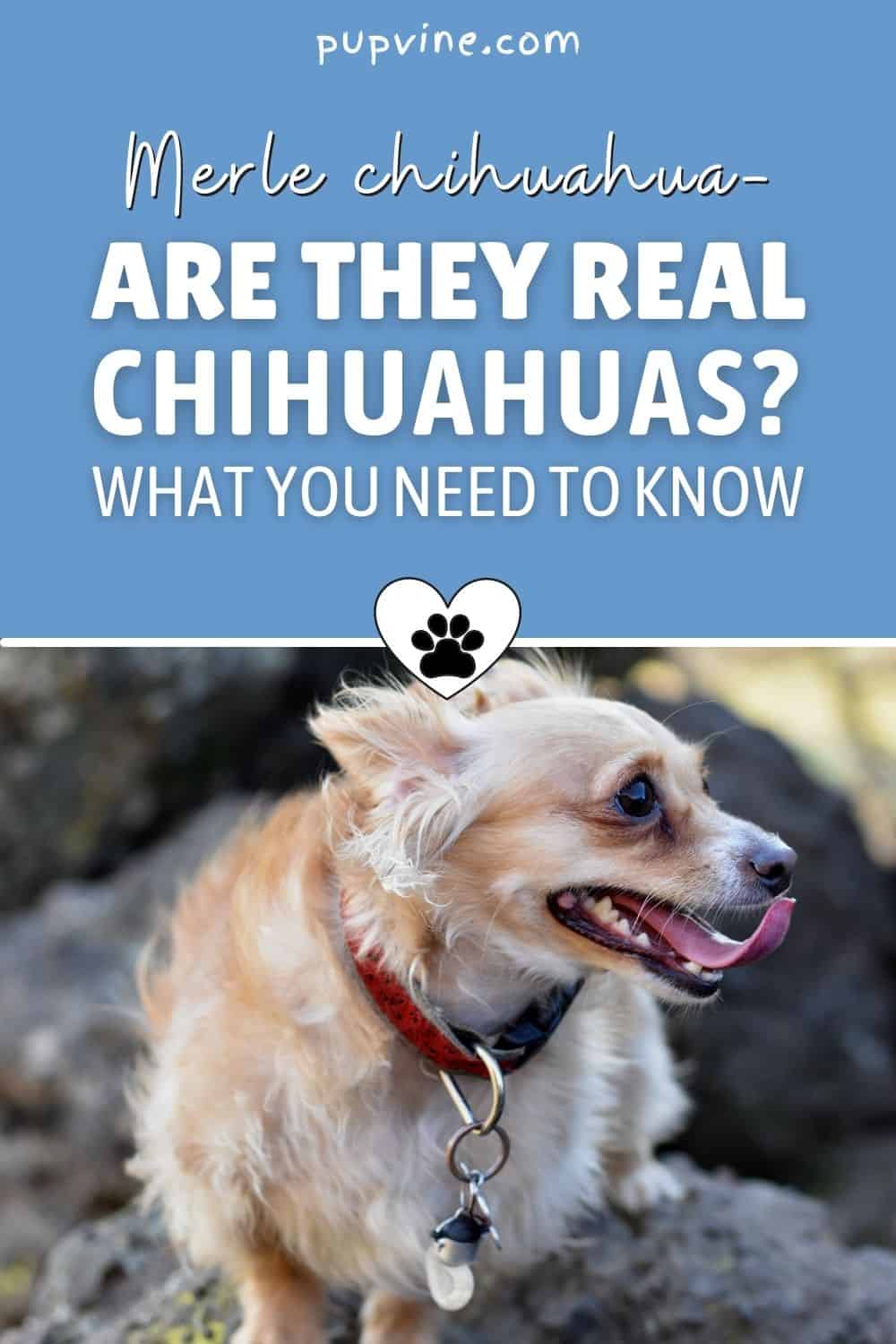 Merle Chihuahua – Are They Real Chihuahuas? What You Need To Know