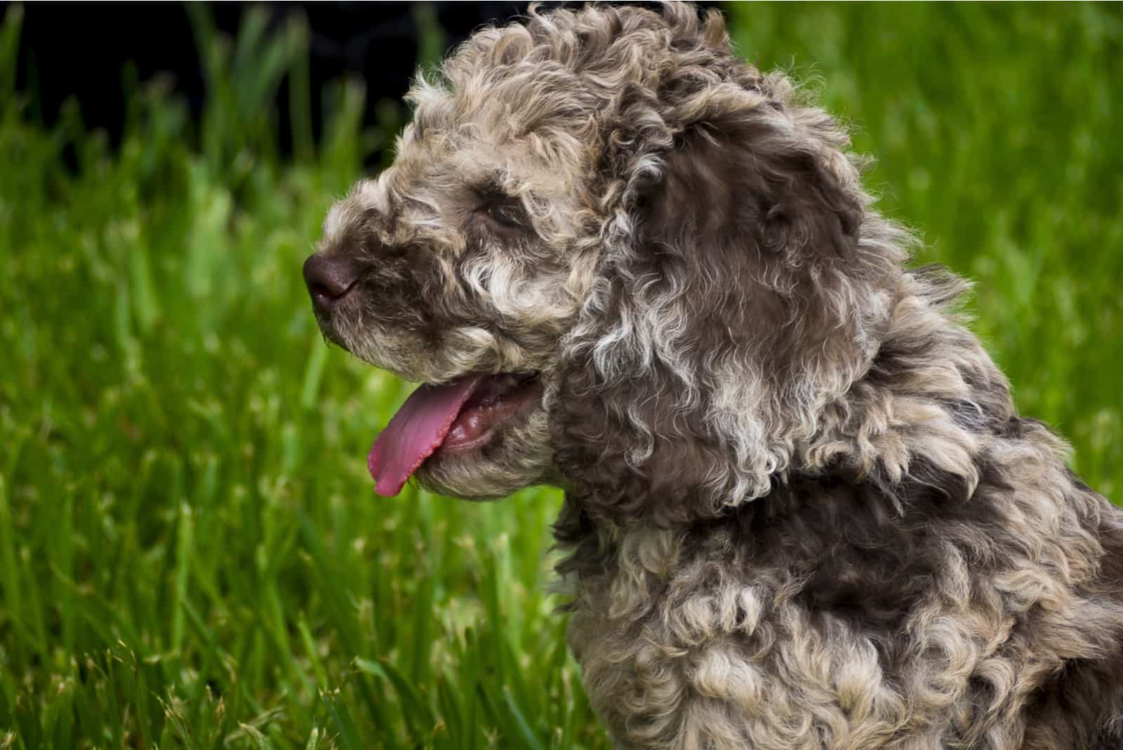 Merle Labradoodle puppy