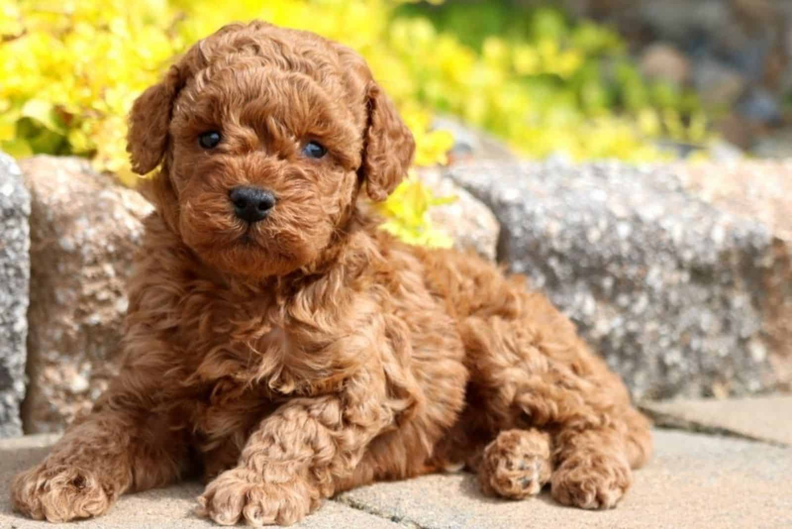 Micro Labradoodle lies on the sidewalk in the garden