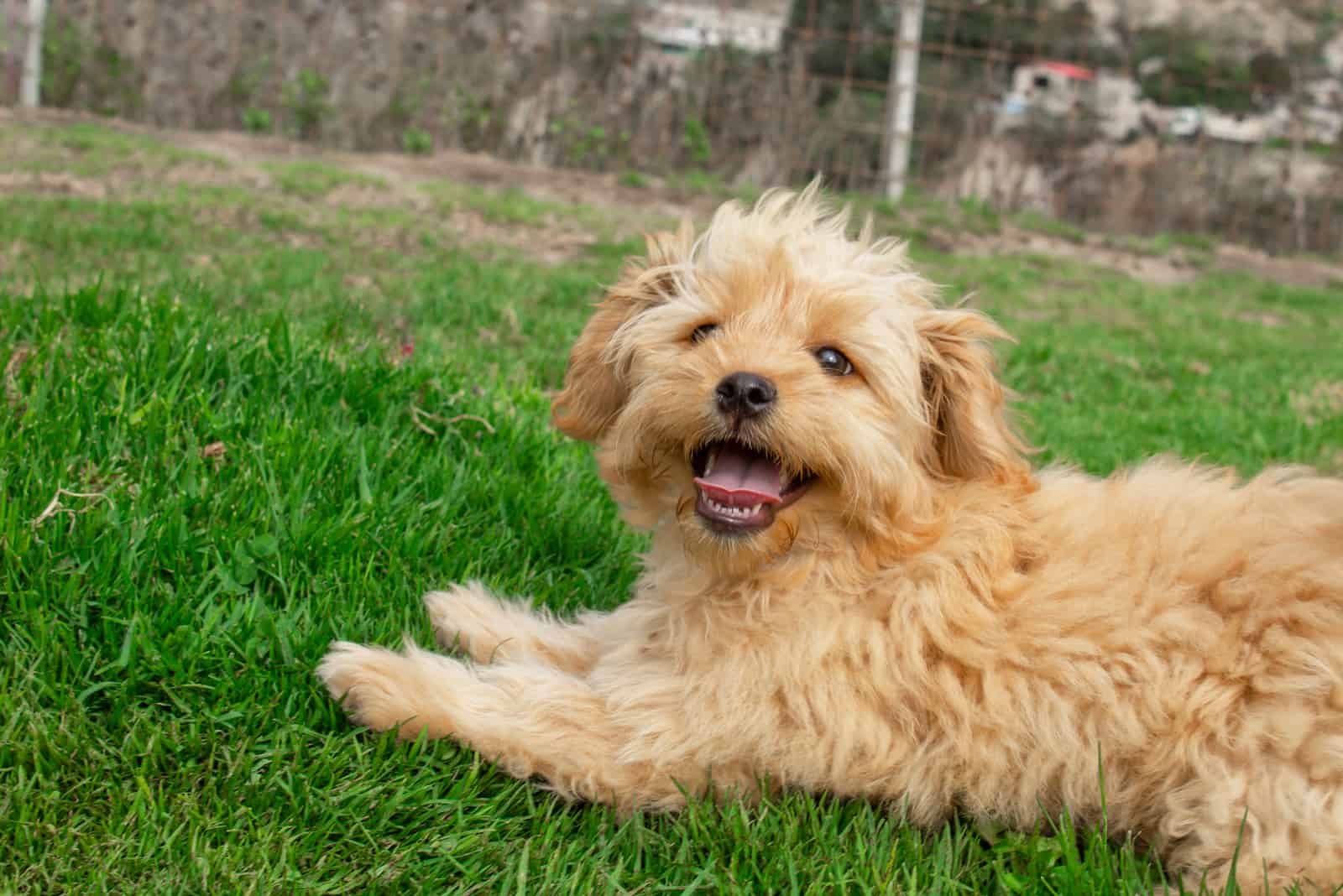 Mini Goldendoodle puppy dog resting outdoors green lawn