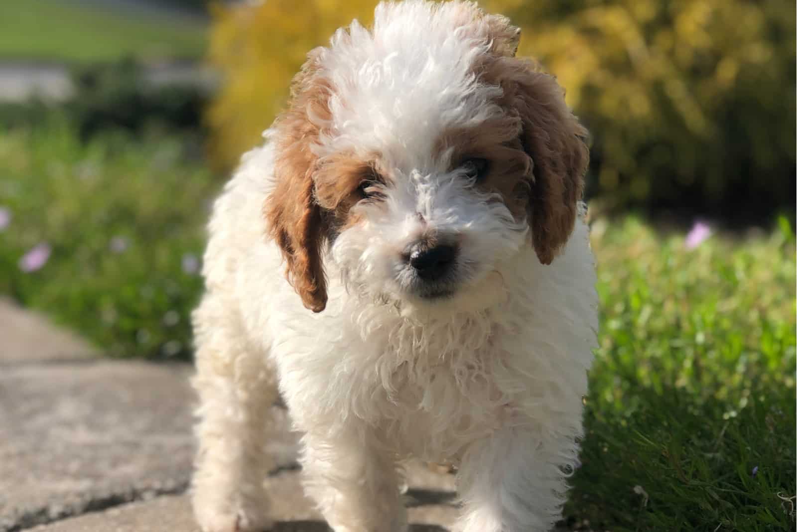 Mini Goldendoodle puppy on rocks