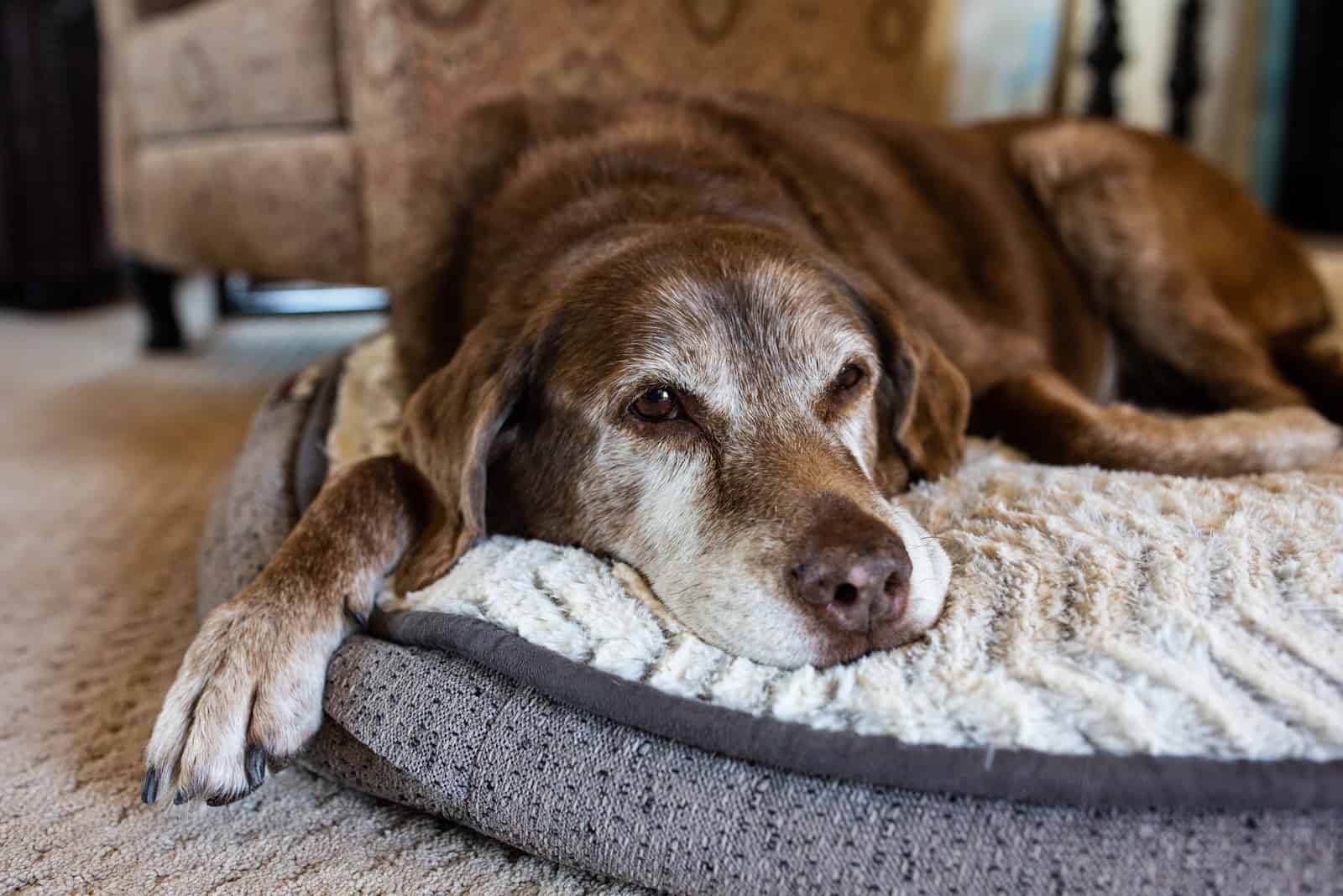 Old dog comfortable on dog bed