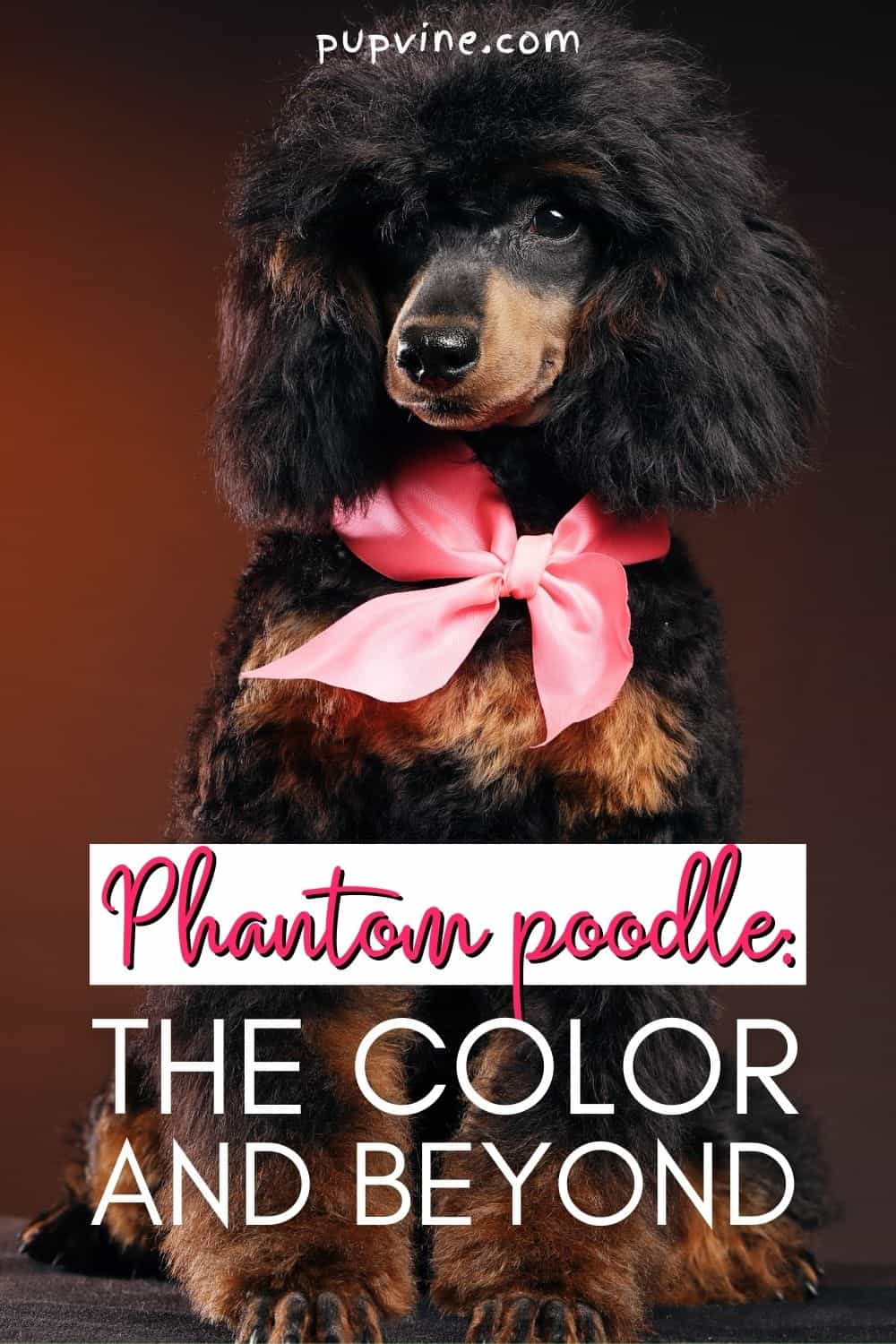 Phantom Poodle - The color and beyond