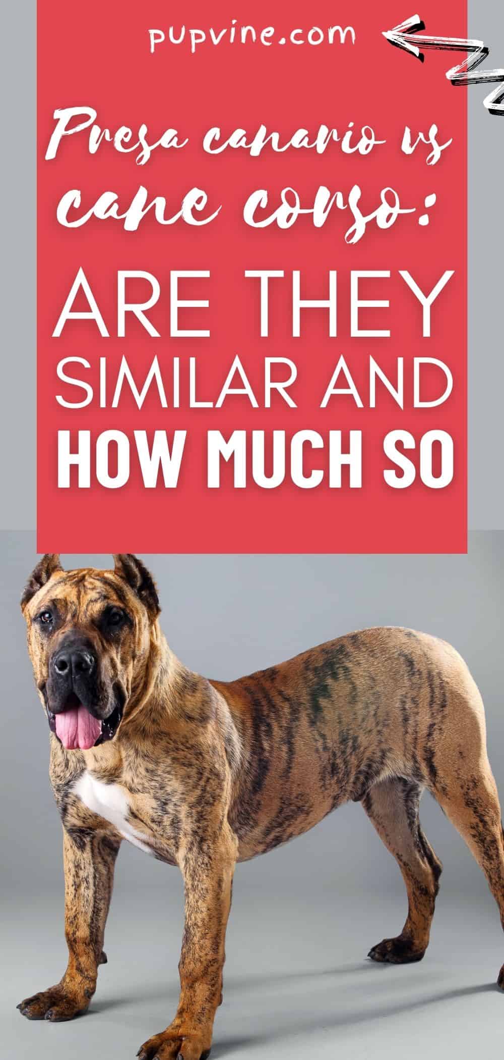 Presa Canario vs Cane Corso: Are They Similar and How Much So