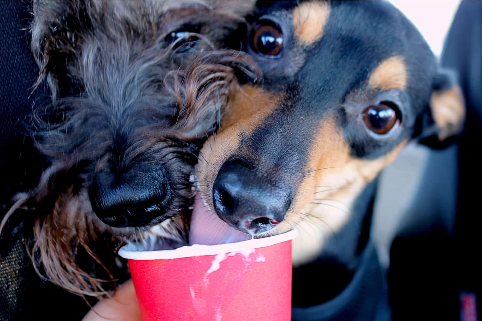 Schnauzer and Jack Russel Terrier Licking Whipped Cream out of a Red Cup