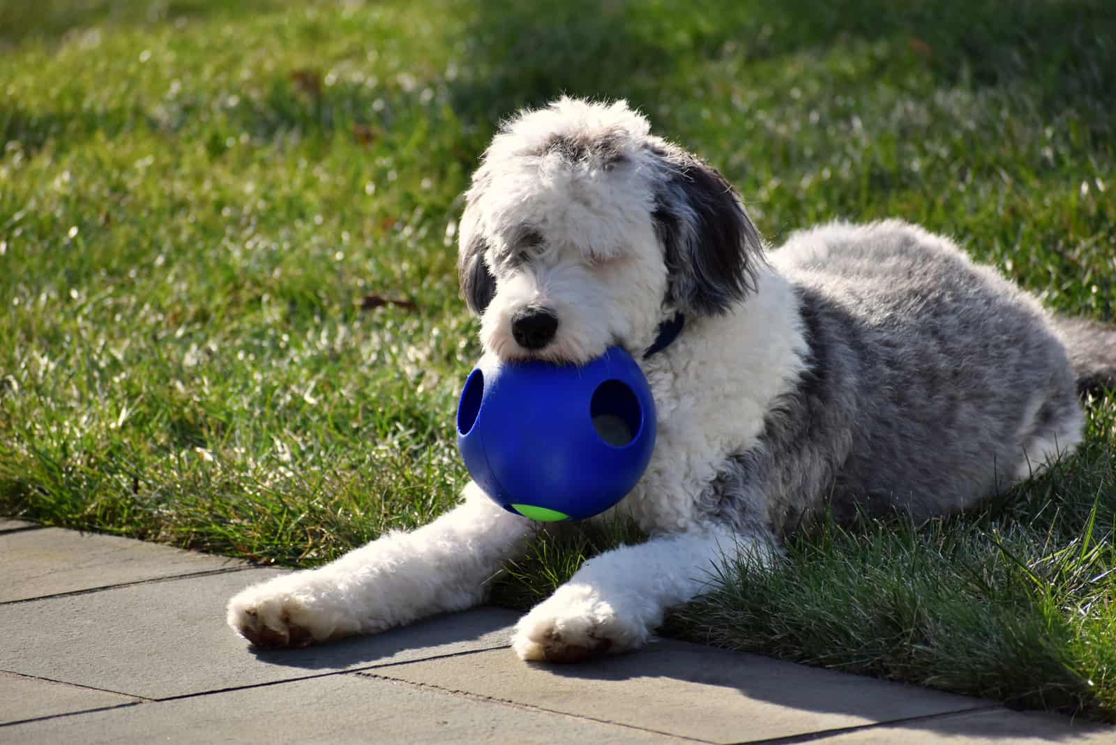 Sheepadoodle lies and holds the ball in his mouth