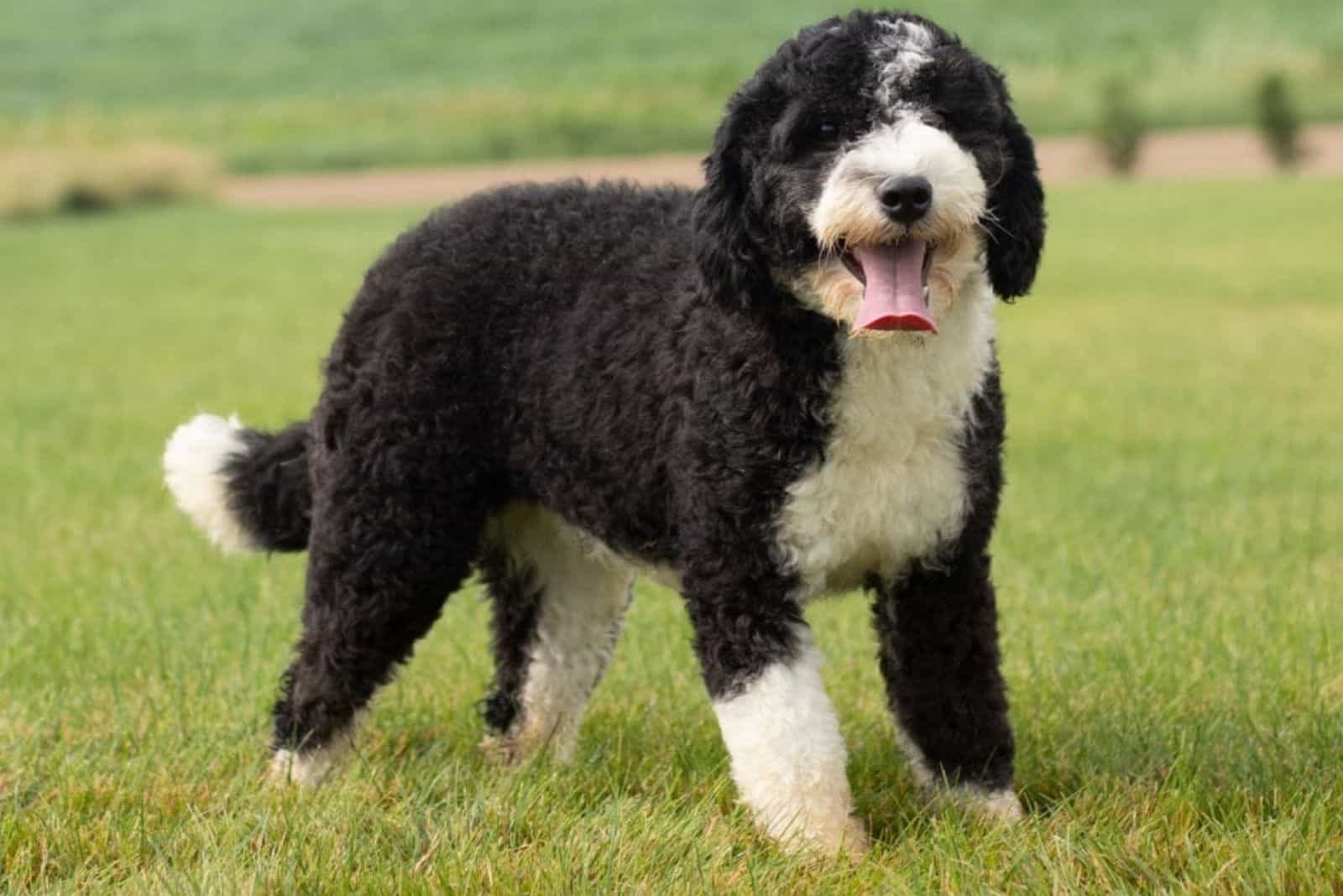 Sheepadoodle stands in a field of grass