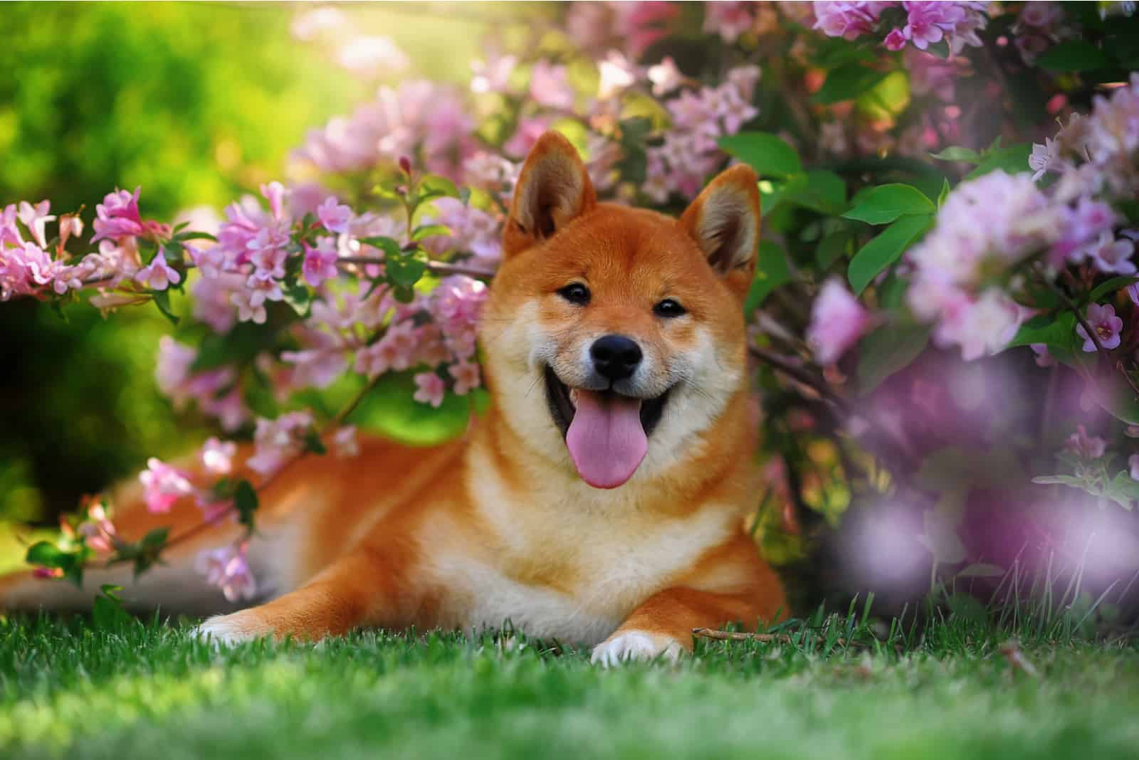 Shiba Inus lying in flowers