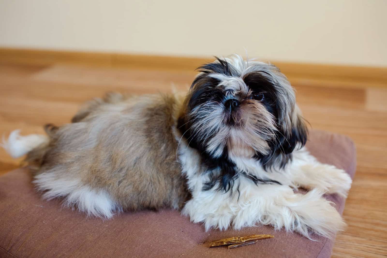Shih Tzu is lying on his pillow