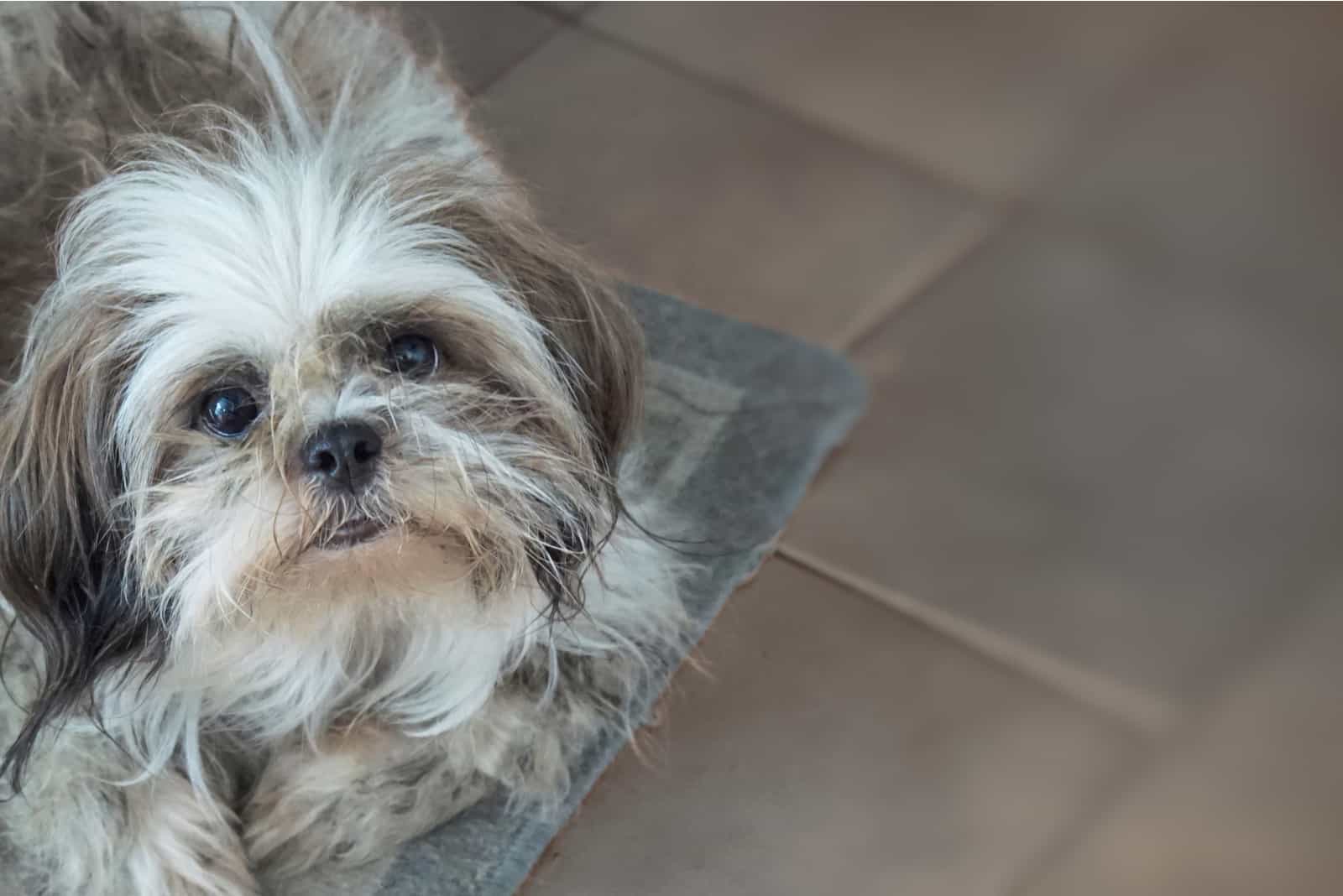 Shih Tzu is sitting in the kitchen