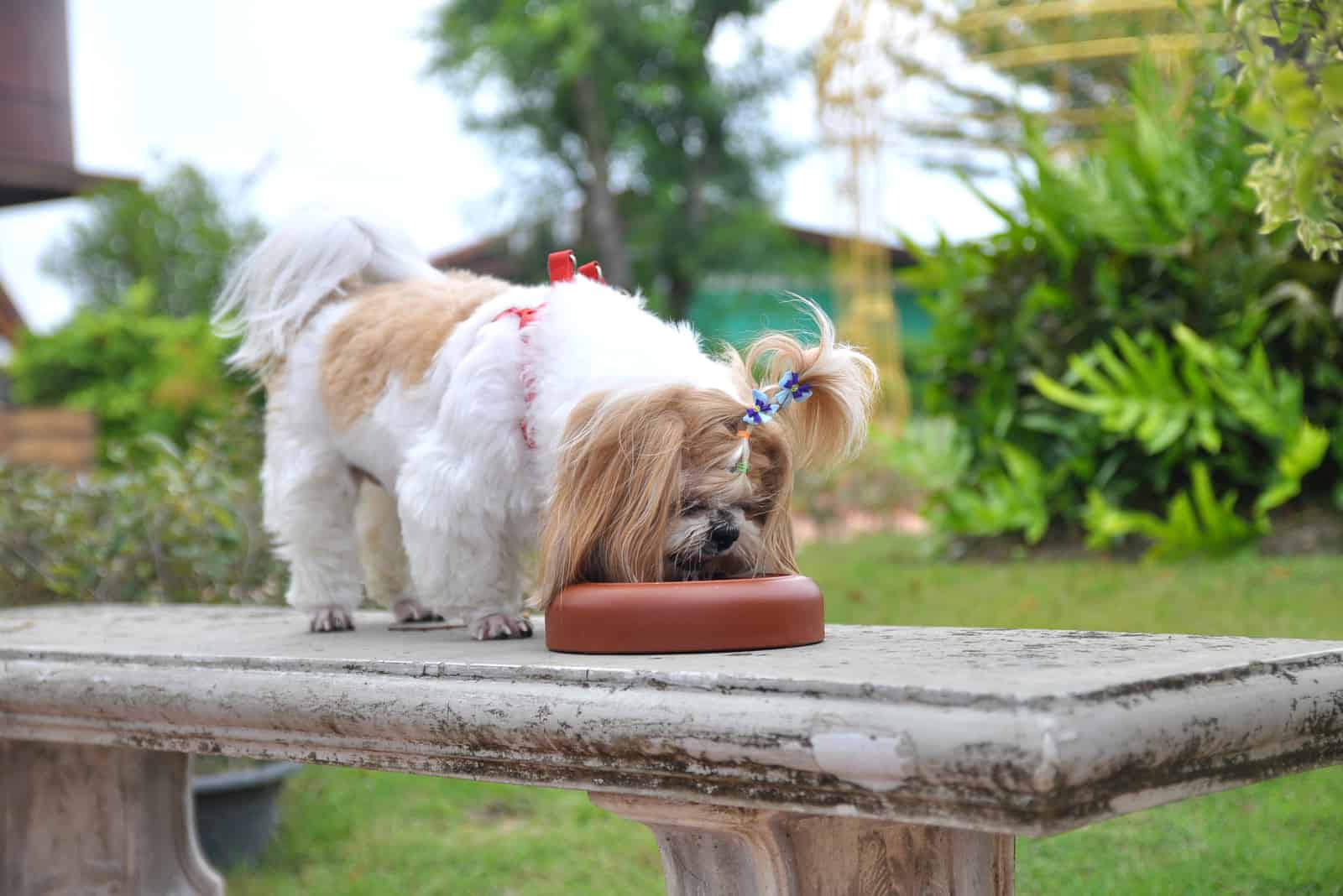 Shih tzu dog eating food