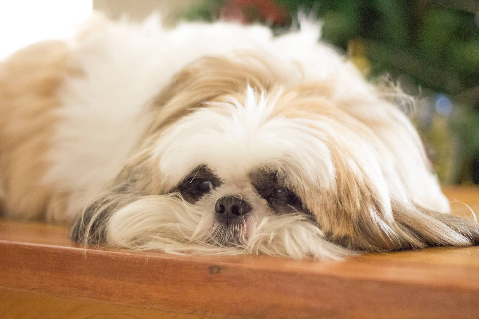 Shih tzu is lying on the floor