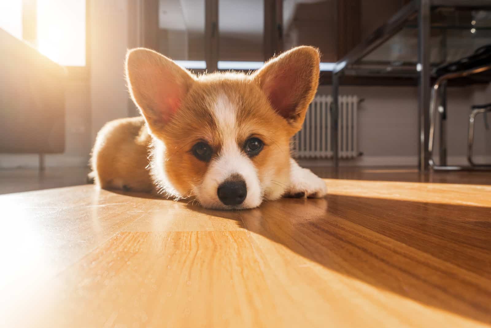 Teacup Corgi is lying on the floor in the house