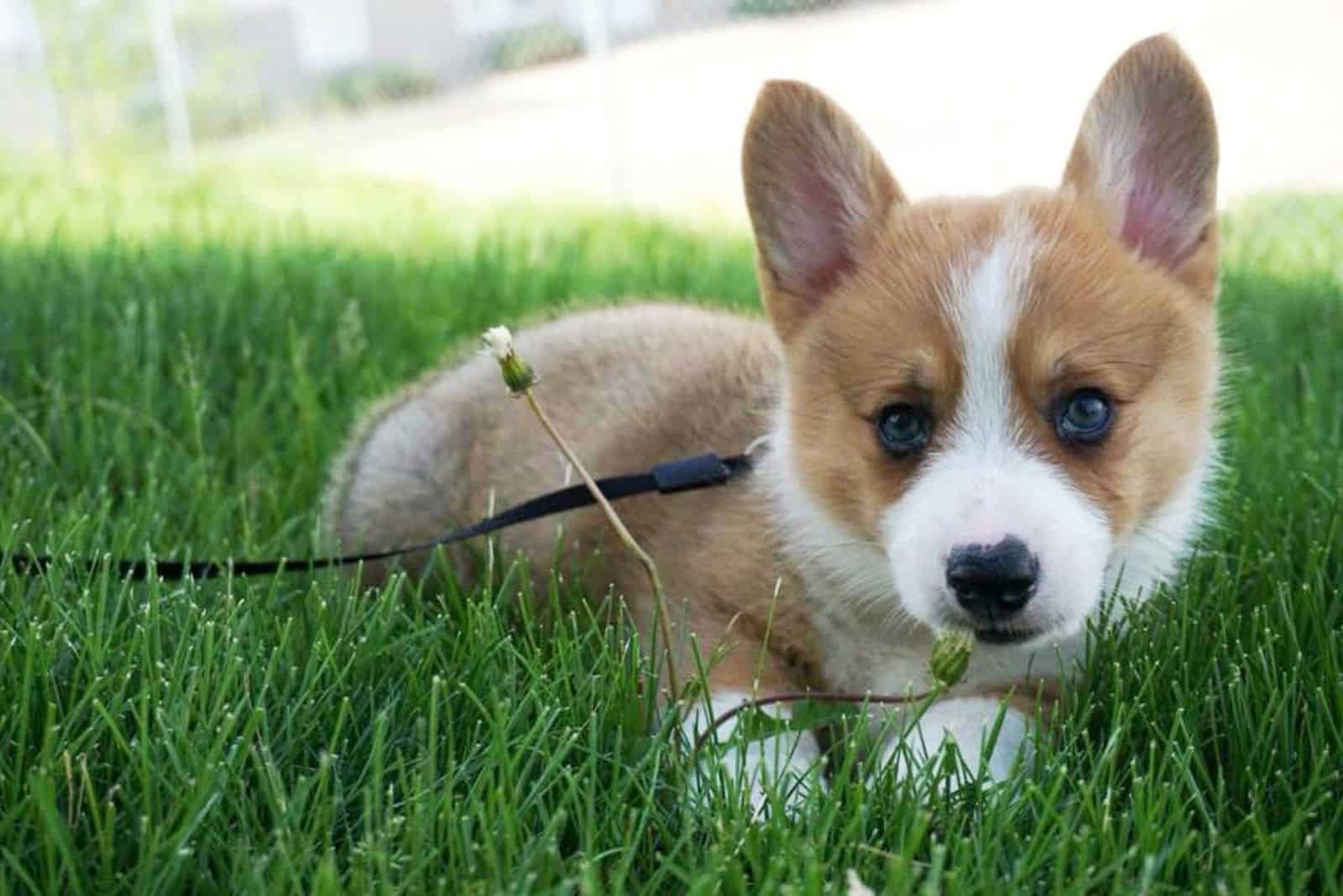 Teacup Corgi lies and rests in the grass
