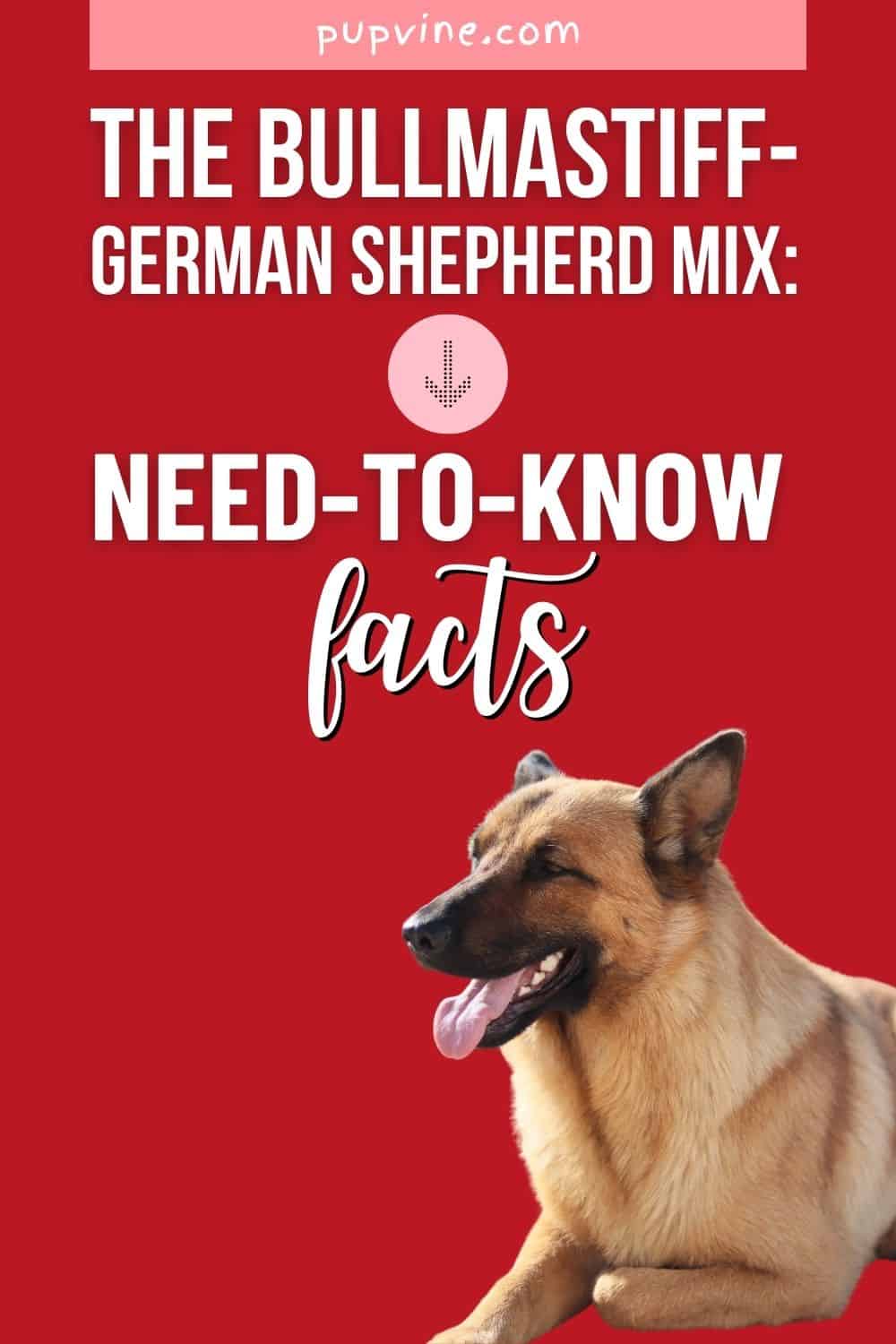 The Bullmastiff - German Shepherd Mix: Need-To-Know Facts