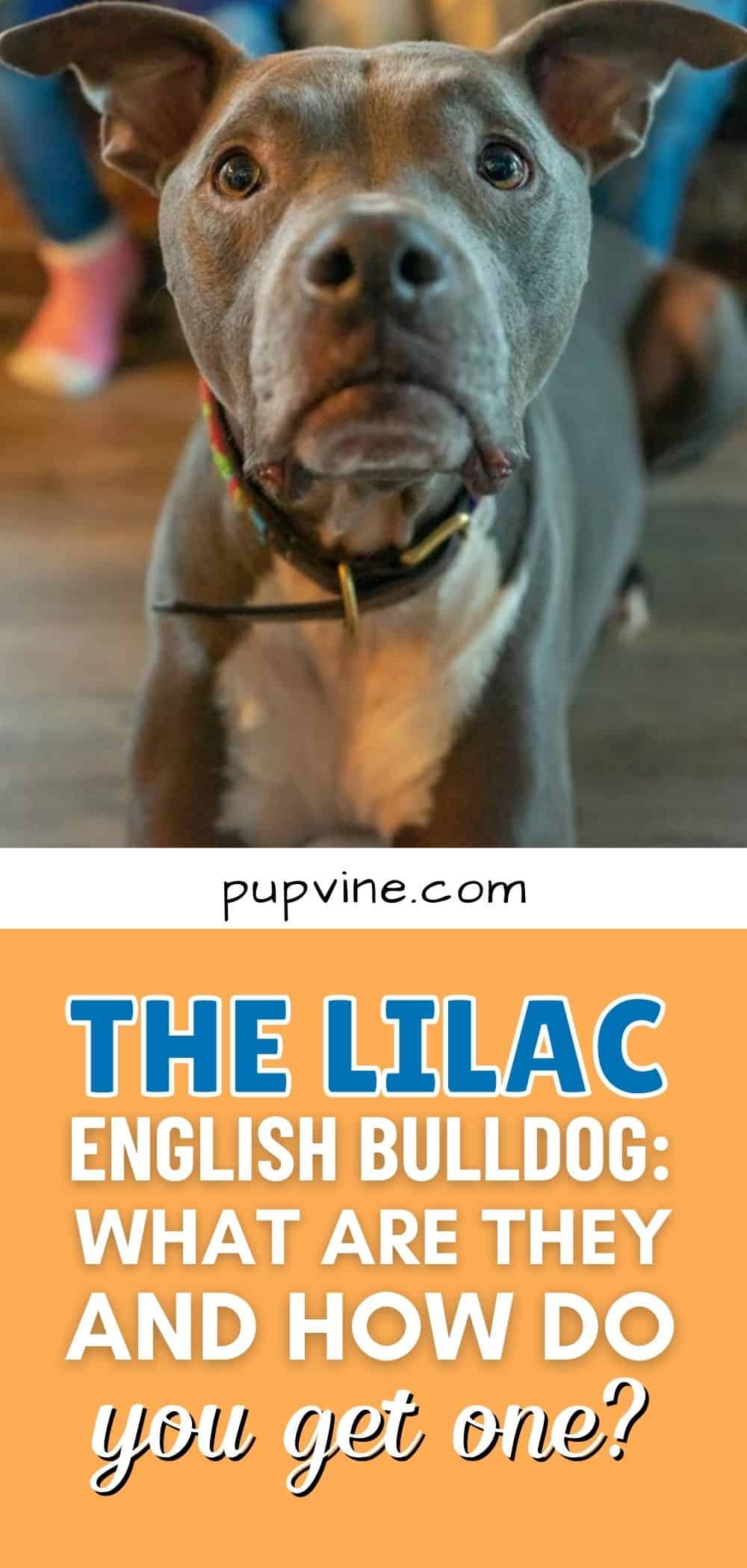 The Lilac English Bulldog: What Are They And How Do You Get One?