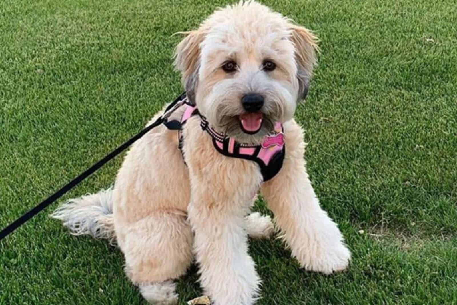 Whoodle Puppies are sitting on the green grass