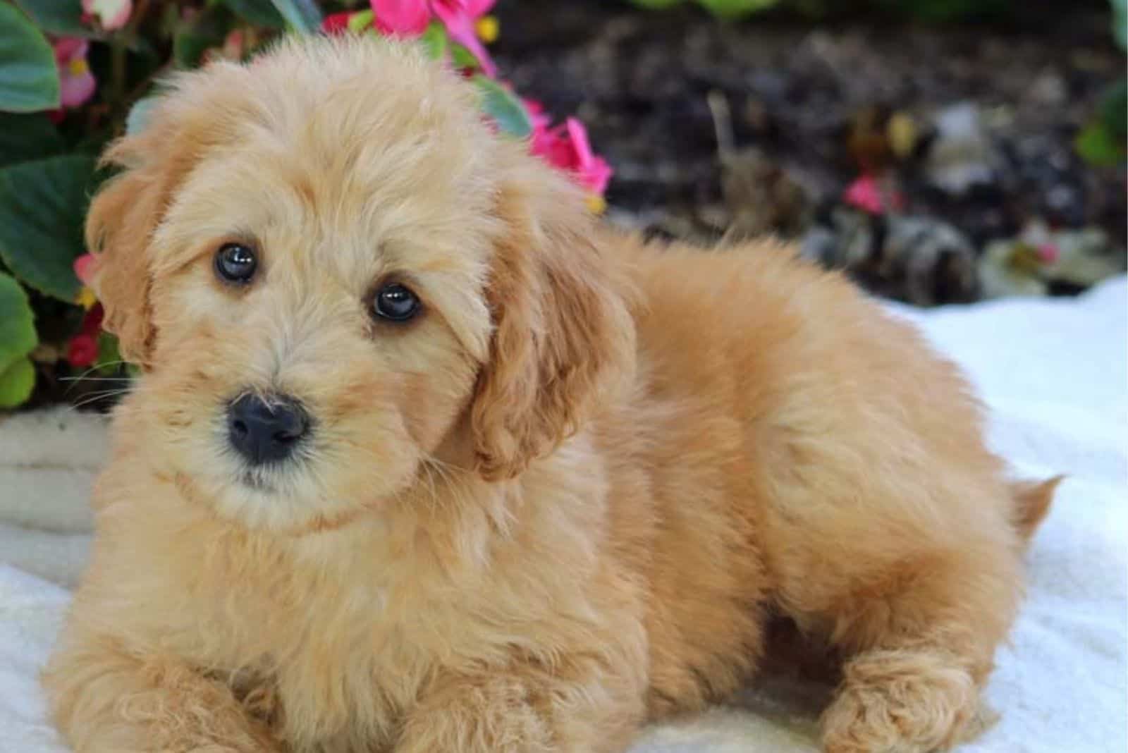 Whoodle Puppies lies and rests
