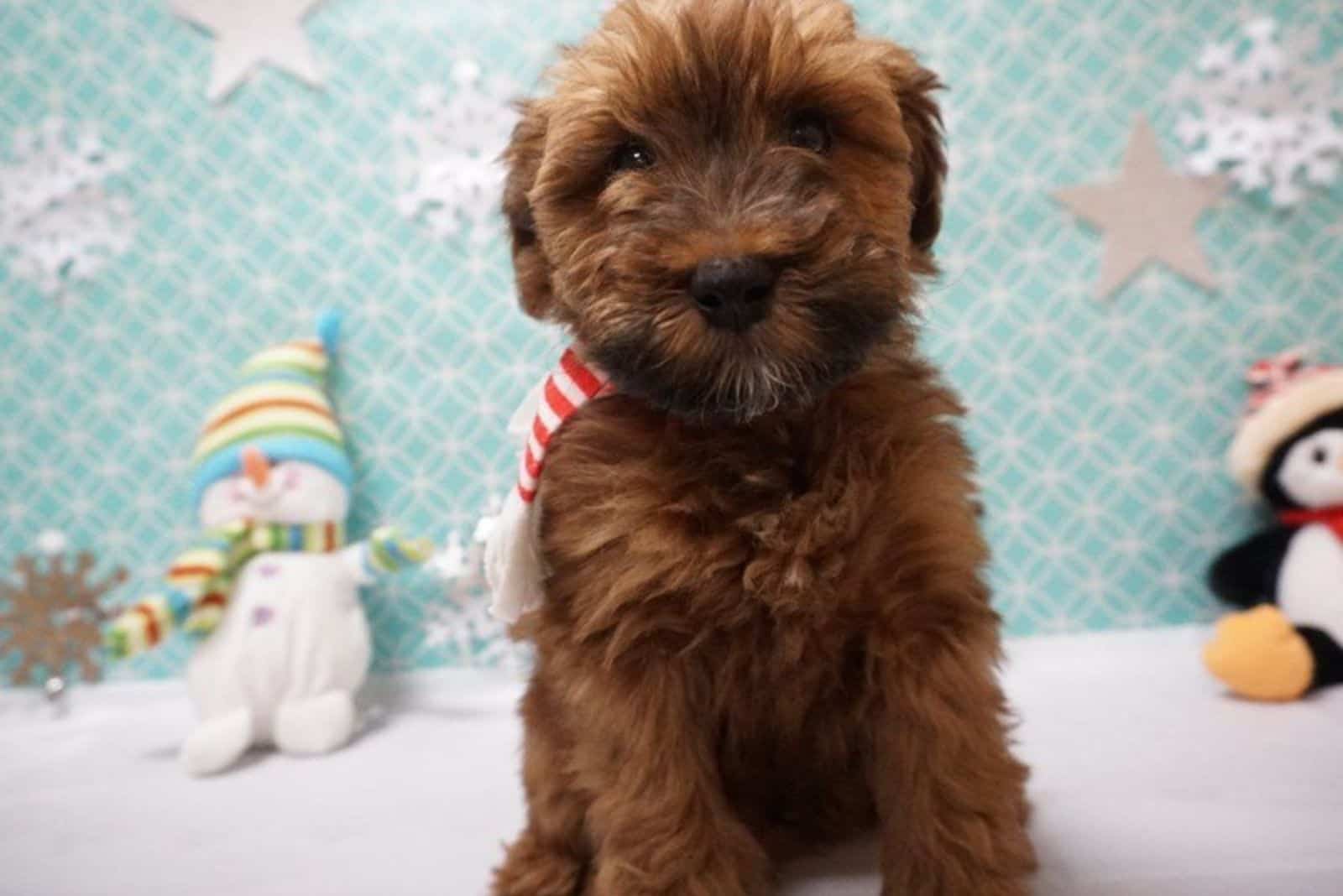 Whoodle Puppies sits and looks in front of him