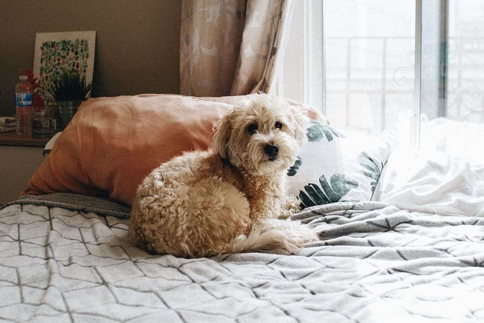 Whoodle is lying on the bed