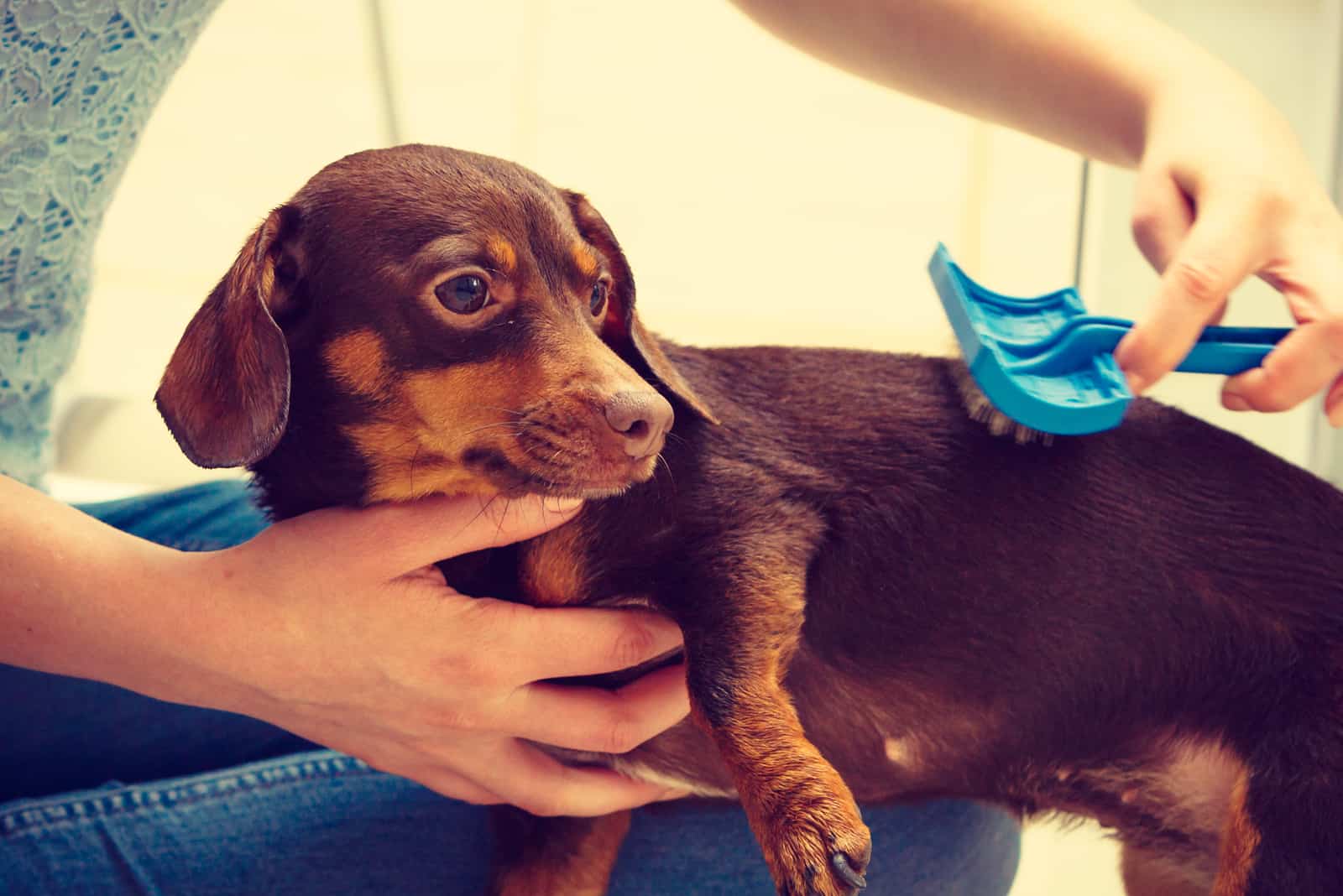 Woman taking care of her dachshund combing puppy hair using dog brush