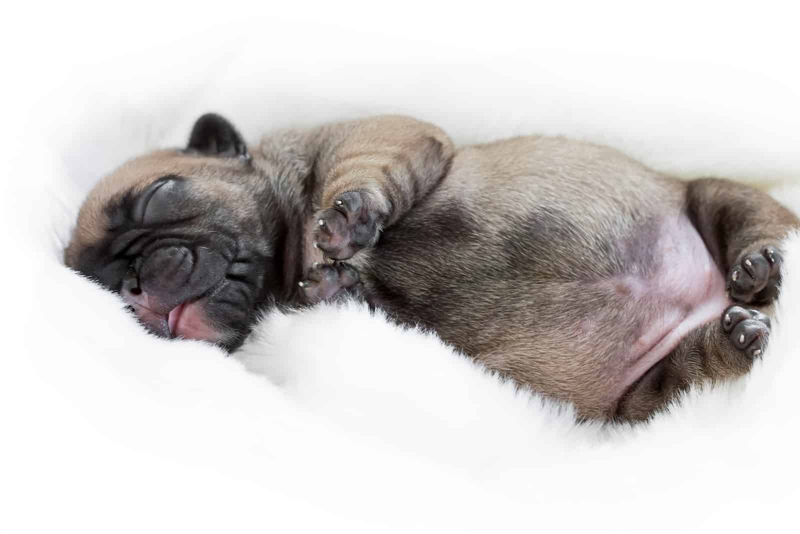a French bulldog puppy sleeps in a warm white blanket