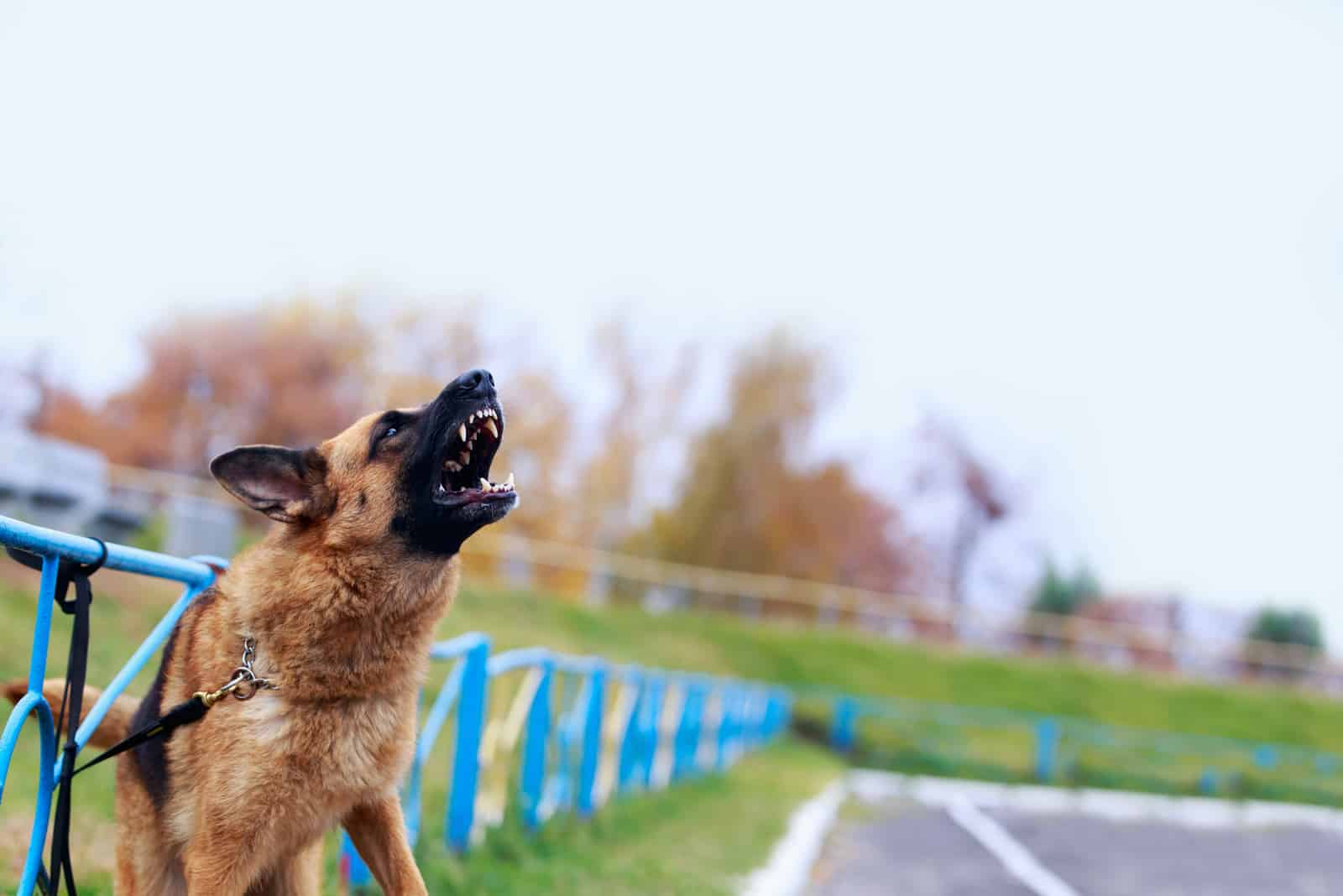 a German Shepherd dog tied to a fence barks